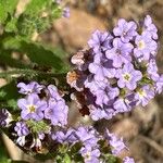 Heliotropium amplexicaule Flower