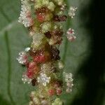 Acalypha costaricensis Frucht