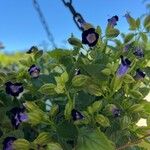 Torenia fournieri Kvet