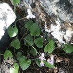 Viola rupestris Квітка