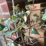 Ficus natalensis Лист