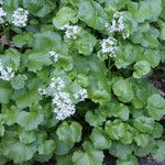 Cardamine asarifolia Blomma