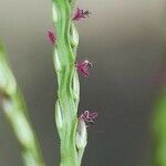 Digitaria sanguinalis Flor