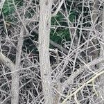 Genista scorpius Bark