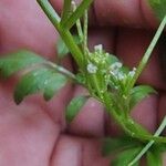 Cardamine bonariensis Leaf