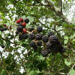 Rubus ulmifolius Fruit