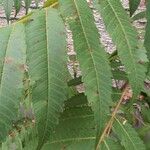 Rhus glabra Fuelha