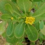 Portulaca oleracea花