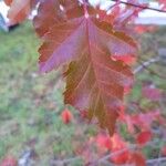 Acer tataricum Leaf