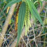 Boehmeria penduliflora Foglia