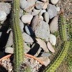 Echinopsis quadratiumbonata Hábito