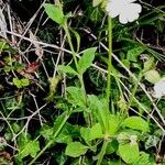 Stellaria alsine Blüte