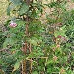 Eupatorium cannabinum পাতা