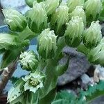 Sempervivum globiferum Λουλούδι