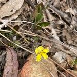 Goodenia hederacea Kwiat