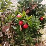 Ruscus aculeatus Fruto