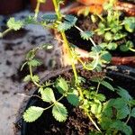 Acaena microphylla Blatt