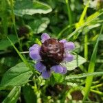 Prunella vulgarisFlower