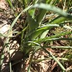 Tragopogon crocifolius Lehti