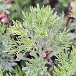 Artemisia abrotanum برگ