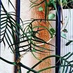 Philodendron tortum Blad