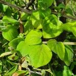 Barleria submollis Leaf