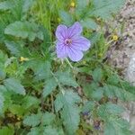 Erodium gruinum عادت داشتن