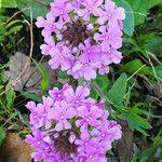 Verbena canadensis പുഷ്പം