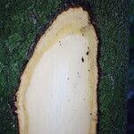 Diospyros abyssinica Schors