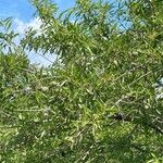 Prunus dulcis ഫലം