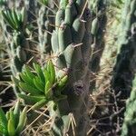 Austrocylindropuntia cylindricaFulla