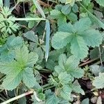 Potentilla reptans ശീലം