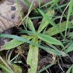 Epilobium angustifoliumBlad