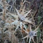 Carthamus lanatus Fruit