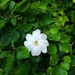 Gardenia thunbergia പുഷ്പം