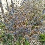 Eryngium planumFuelha