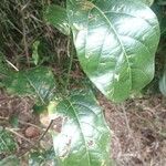 Passiflora nitida ഇല