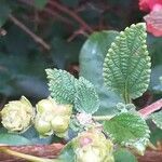 Lantana trifolia Fruit