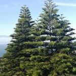 Araucaria heterophyllaFuelha