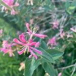 Lonicera tatarica Flower