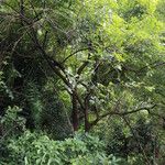 Combretum celastroides Habitus