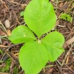 Lysimachia europaea Leaf
