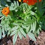 Tagetes erecta برگ