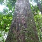 Detarium macrocarpum Rinde