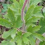 Anemonoides sylvestris Leaf