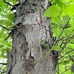 Carya ovata Bark