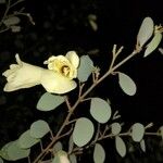 Bauhinia tomentosa Kvet