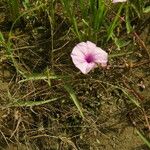 Ipomoea aquatica Flower