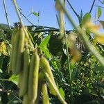 Crotalaria pallida Плод