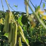 Crotalaria pallida ഫലം